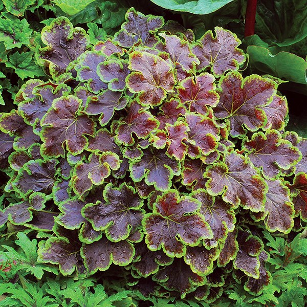 × <i>Heucherella</i> 'Solar Eclipse'