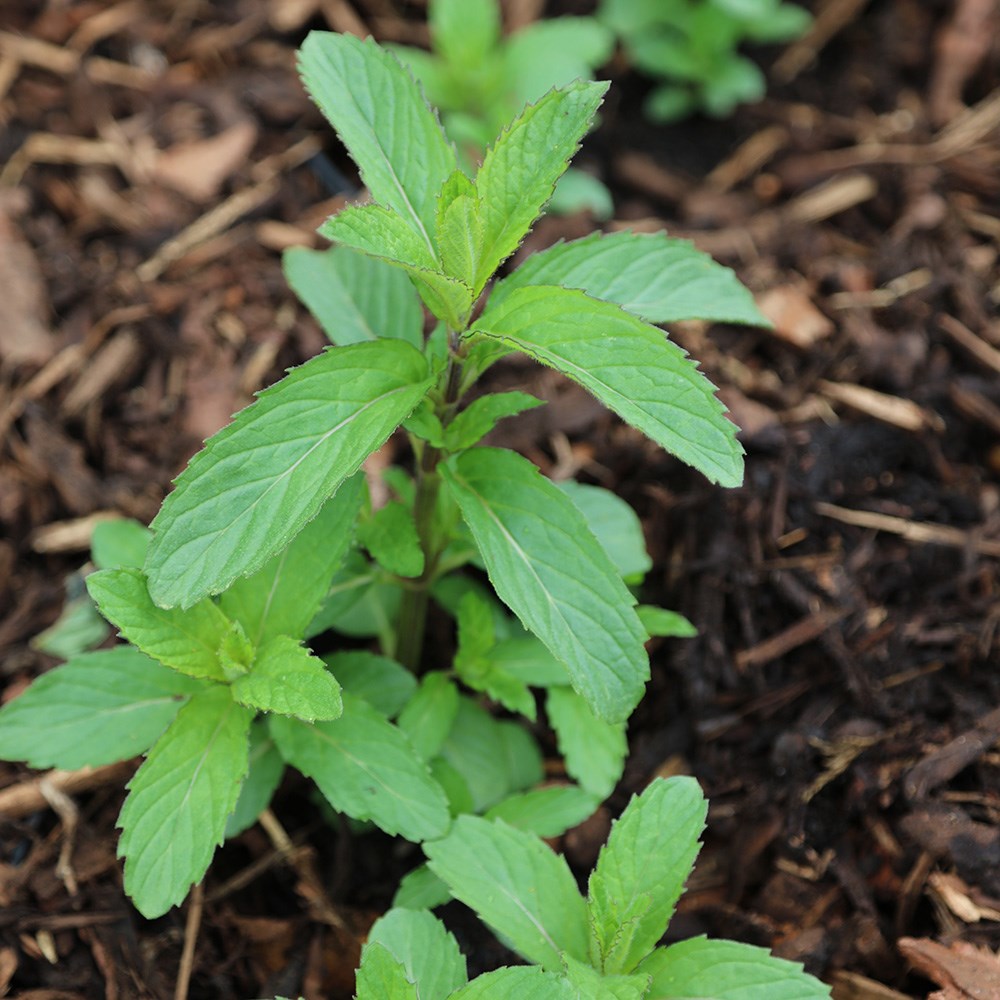 mint - Swiss mint