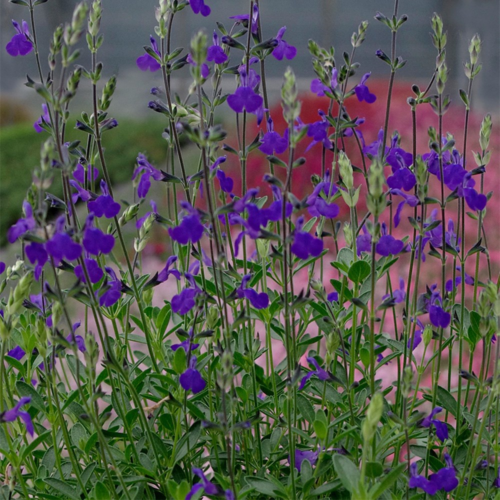 <i>Salvia</i> 'Blue Note' (PBR)