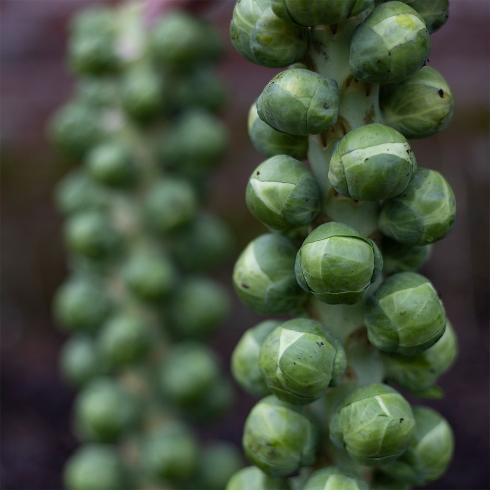 brussels sprout 'Brodie' F1