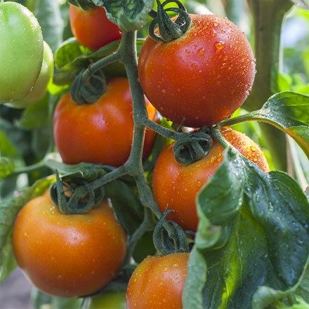 tomato Sungold F1