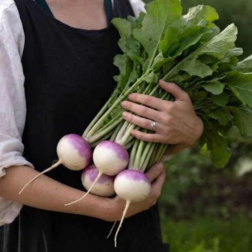 turnip 'Sweetbell' F1