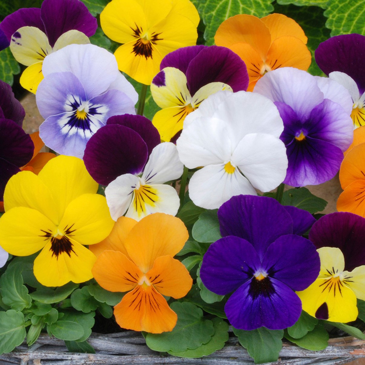 <i>Viola</i> <b>Sorbet F1 Mixed</b>