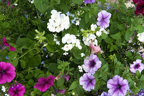 Hanging basket bedding plant collection