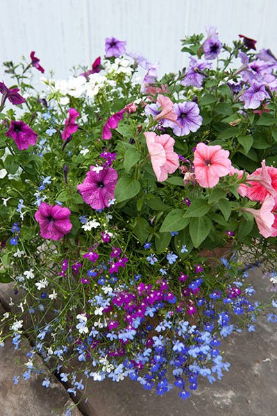 Hanging basket bedding plant collection
