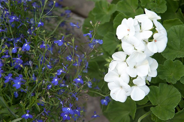 Hanging basket bedding plant collection