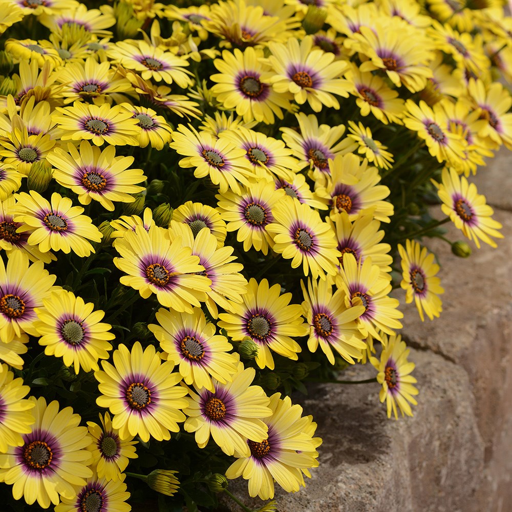 <i>Osteospermum</i> <b class=small-caps>Blue Eyed Beauty</b> ('Balostlueye') (PBR)