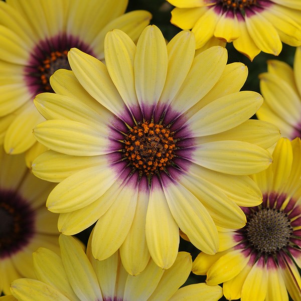 <i>Osteospermum</i> <b class=small-caps>Blue Eyed Beauty</b> ('Balostlueye') (PBR)