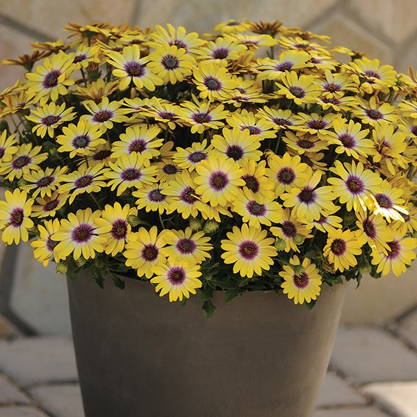<i>Osteospermum</i> <b class=small-caps>Blue Eyed Beauty</b> ('Balostlueye') (PBR)
