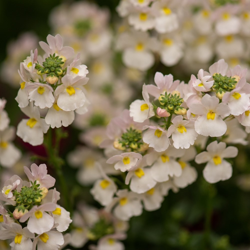<i>Nemesia</i> 'Wisley Vanilla'