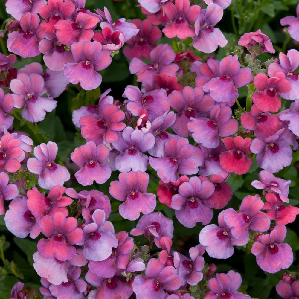 <i>Nemesia</i> <b class=small-caps>Framboise</b> ('Fleurfram') (PBR)
