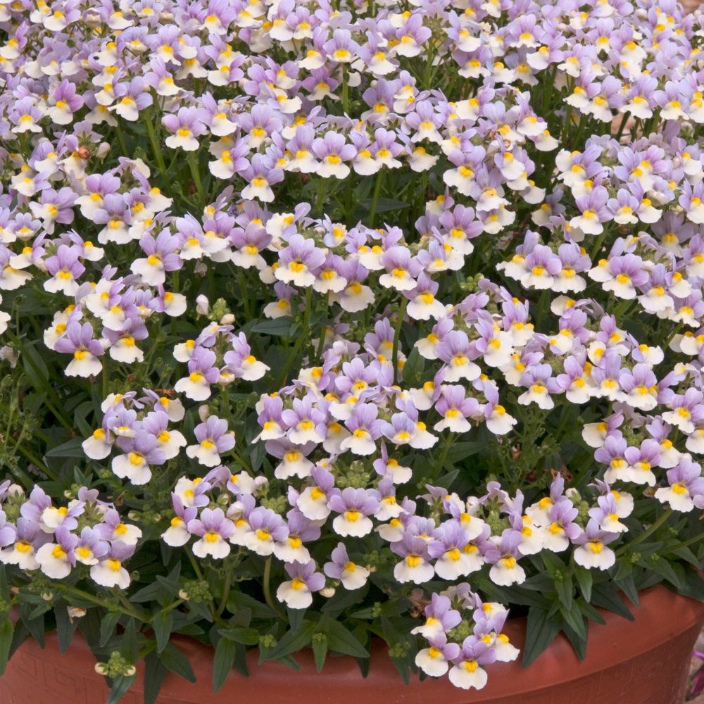<i>Nemesia</i> 'Easter Bonnet' (French Connection Series)