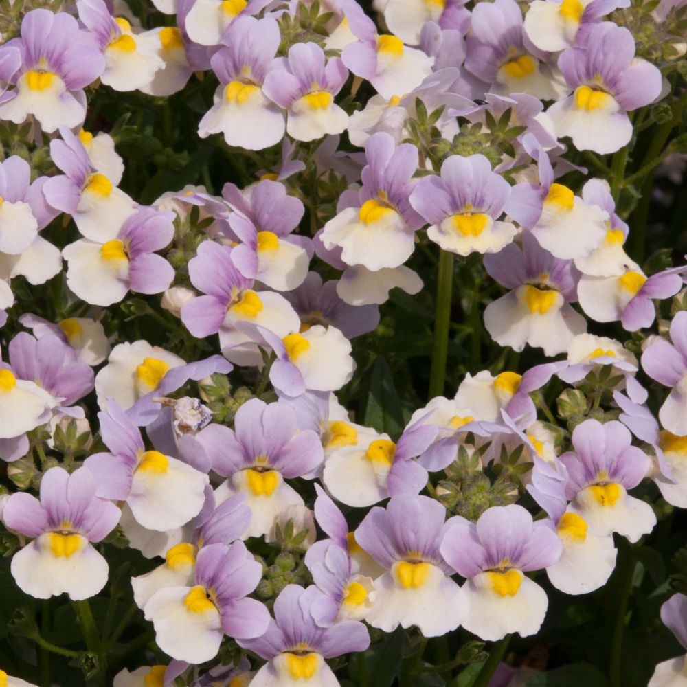 <i>Nemesia</i> 'Easter Bonnet' (French Connection Series)
