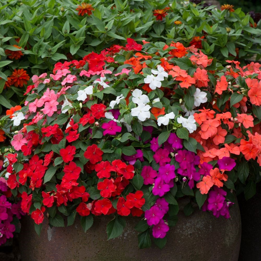 <i>Impatiens</i> 'Beacon Select Mixture'