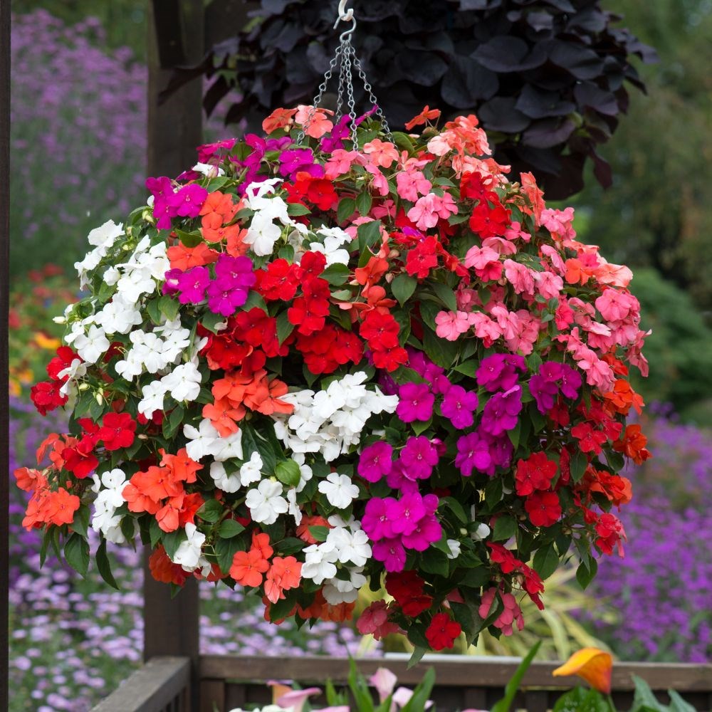 <i>Impatiens</i> 'Beacon Select Mixture'