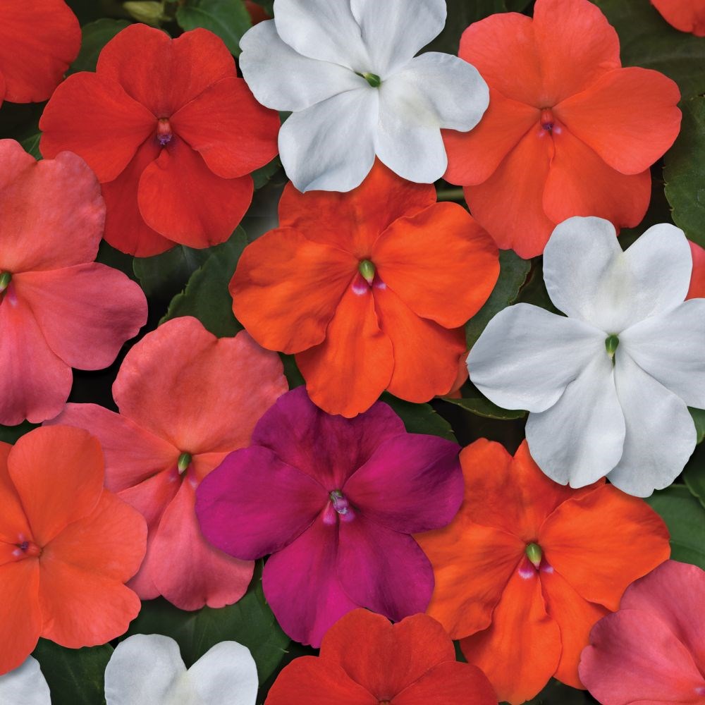 <i>Impatiens</i> 'Beacon Select Mixture'