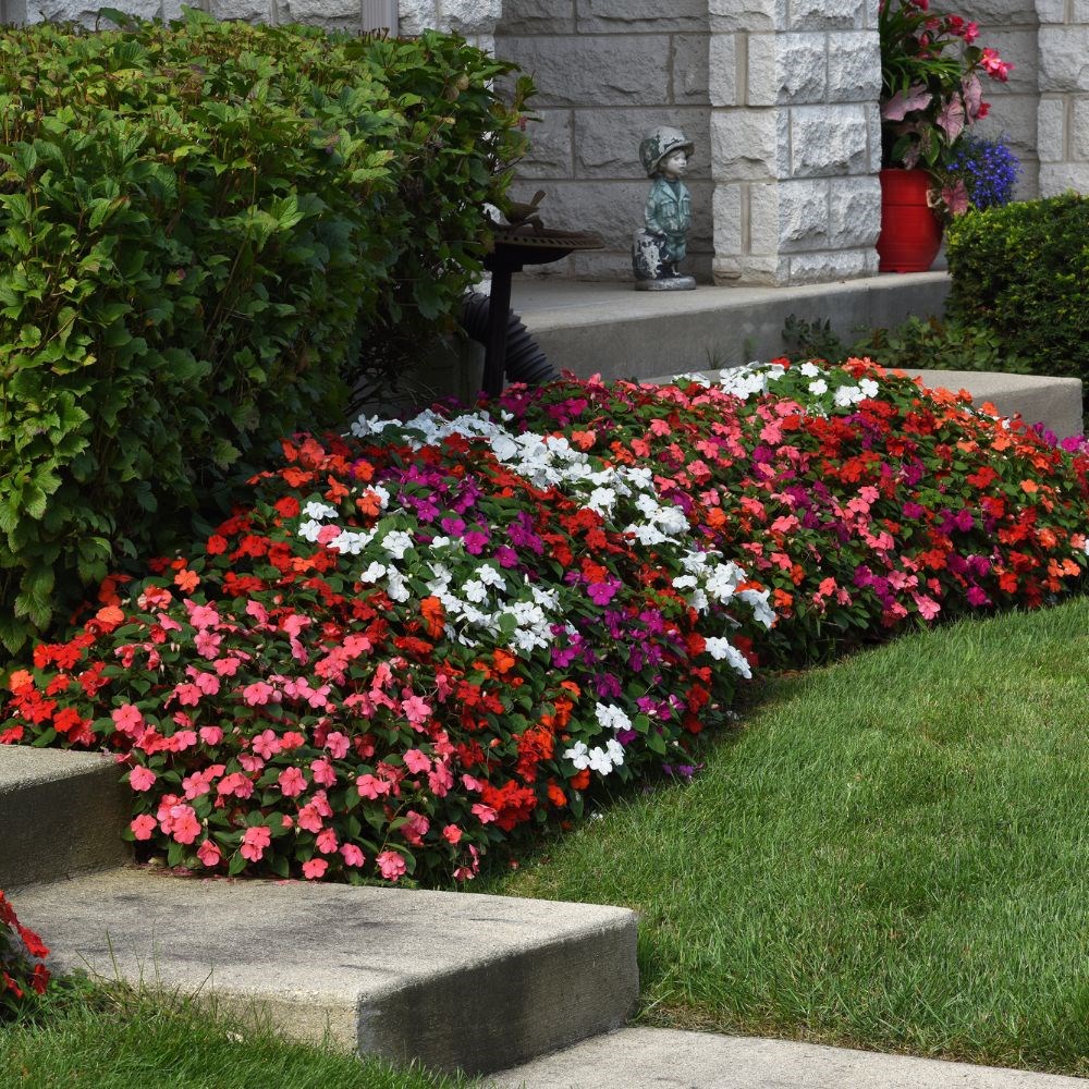 <i>Impatiens</i> 'Beacon Select Mixture'