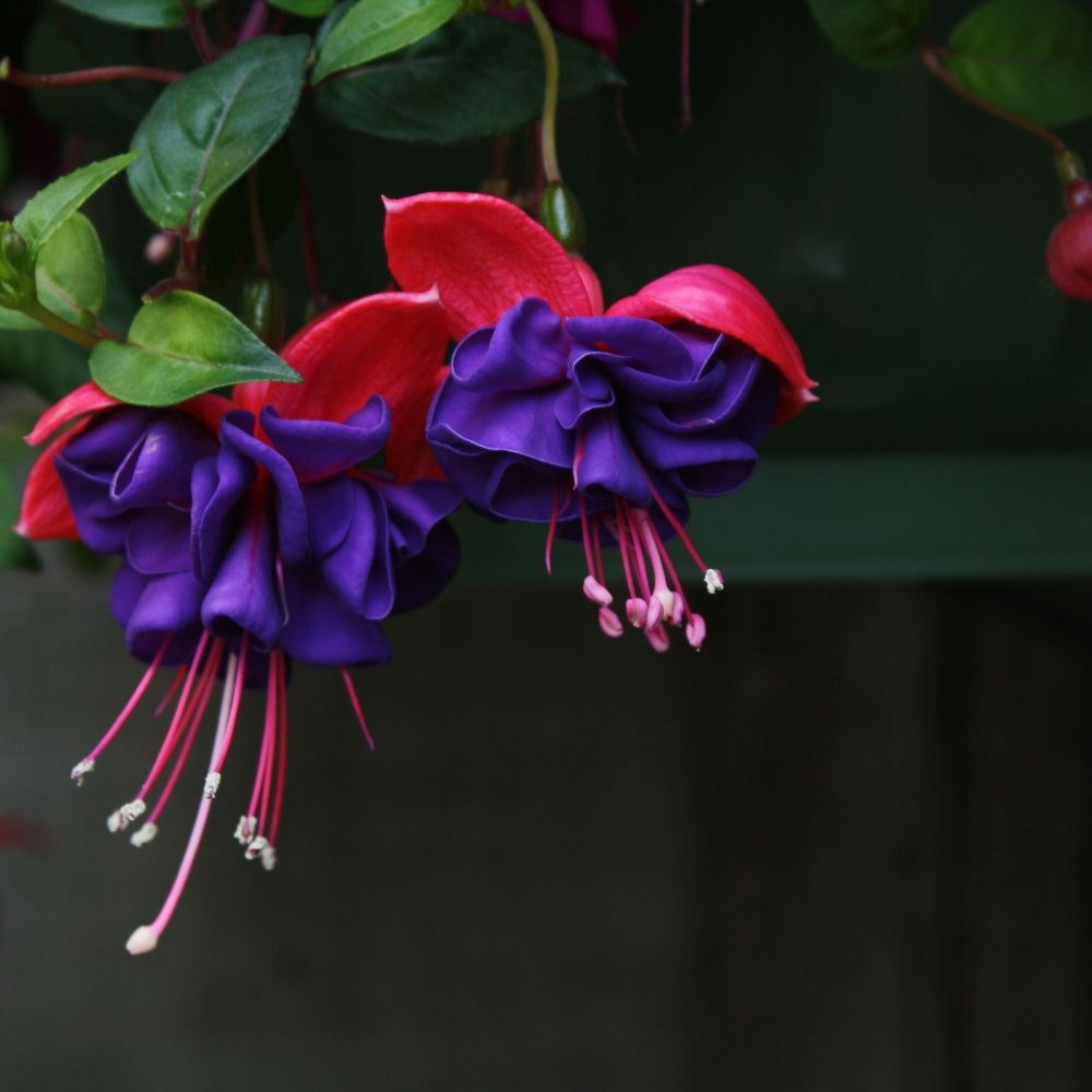 <i>Fuchsia</i> 'Dark Eyes'