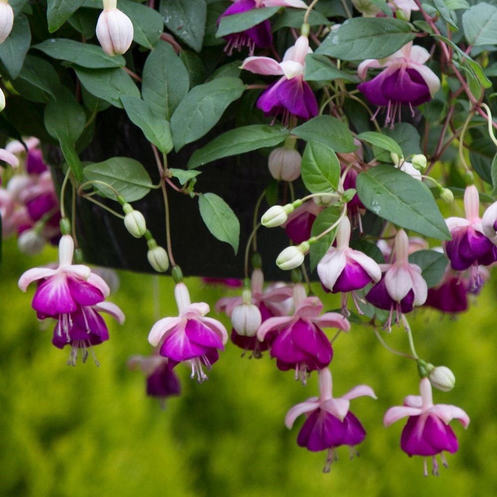 <i>Fuchsia</i> 'Eva Boerg'