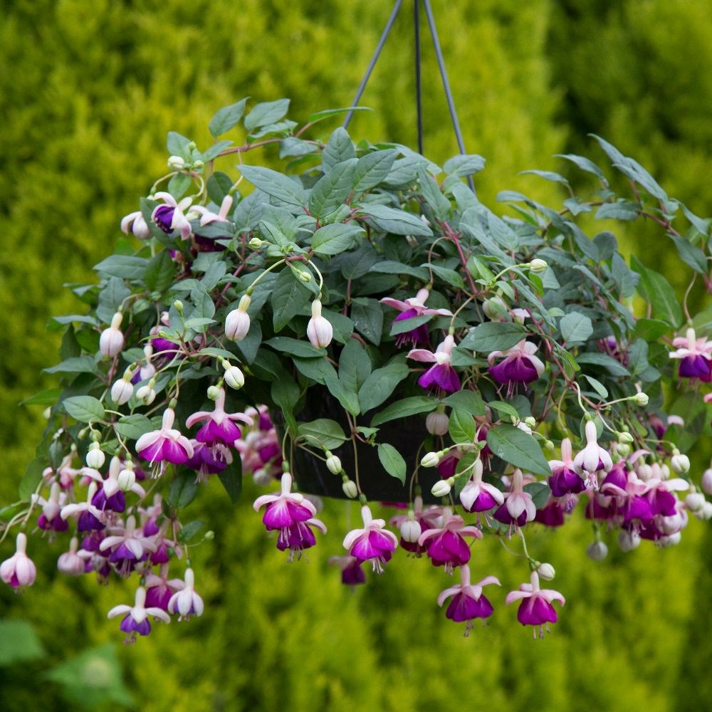 <i>Fuchsia</i> 'Eva Boerg'