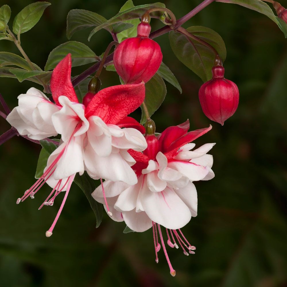 <i>Fuchsia</i> 'Swingtime'