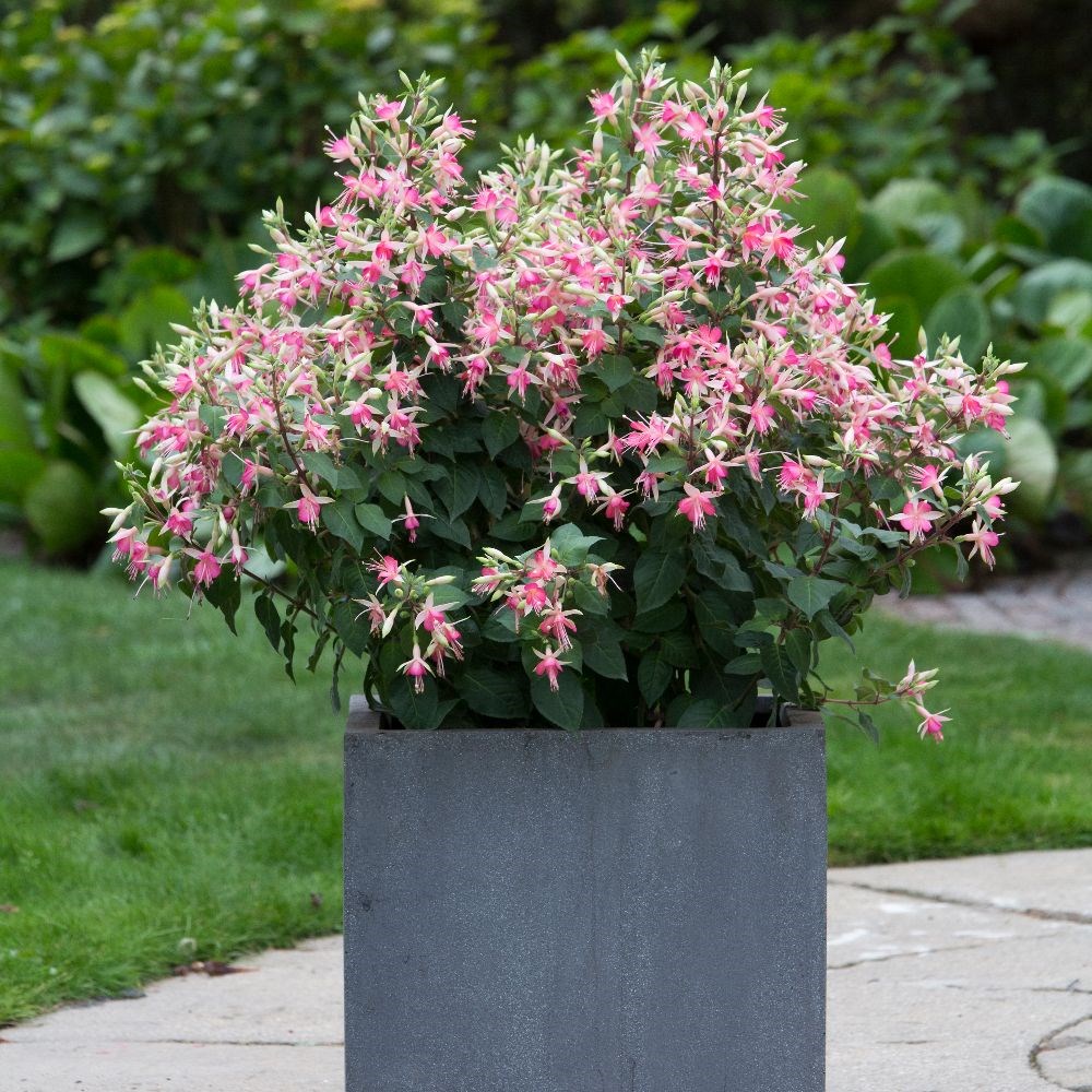 <i>Fuchsia</i> 'Walz Jubelteen'