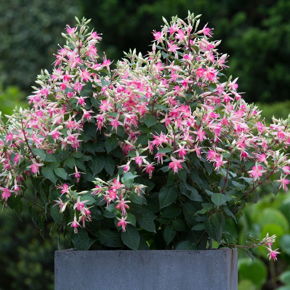 <i>Fuchsia</i> 'Walz Jubelteen'