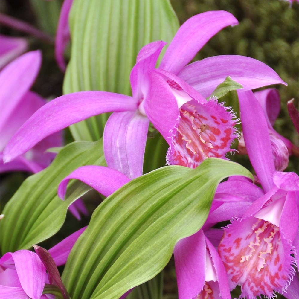 <i>Pleione Tongariro</i> 