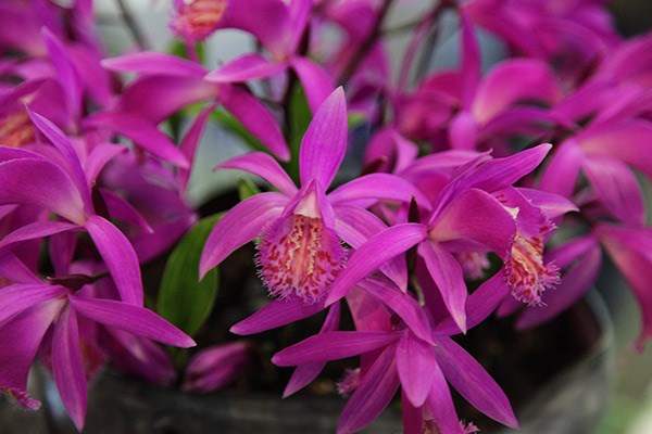 <i>Pleione Tongariro</i> 