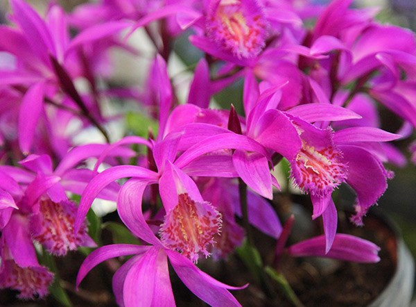 <i>Pleione Tongariro</i> 