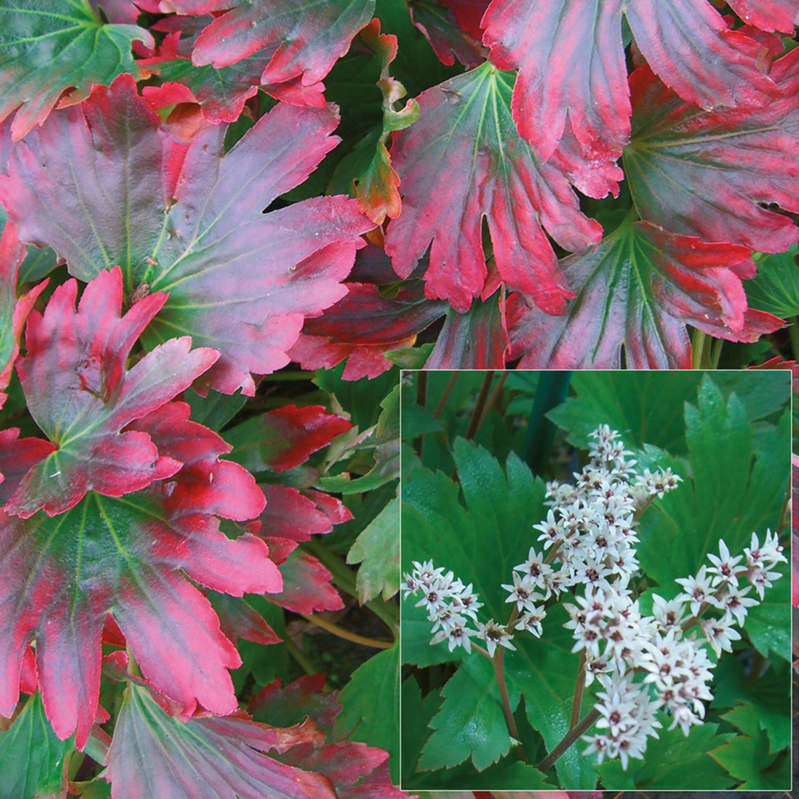 <i>Mukdenia rossii</i> 'Karasuba'