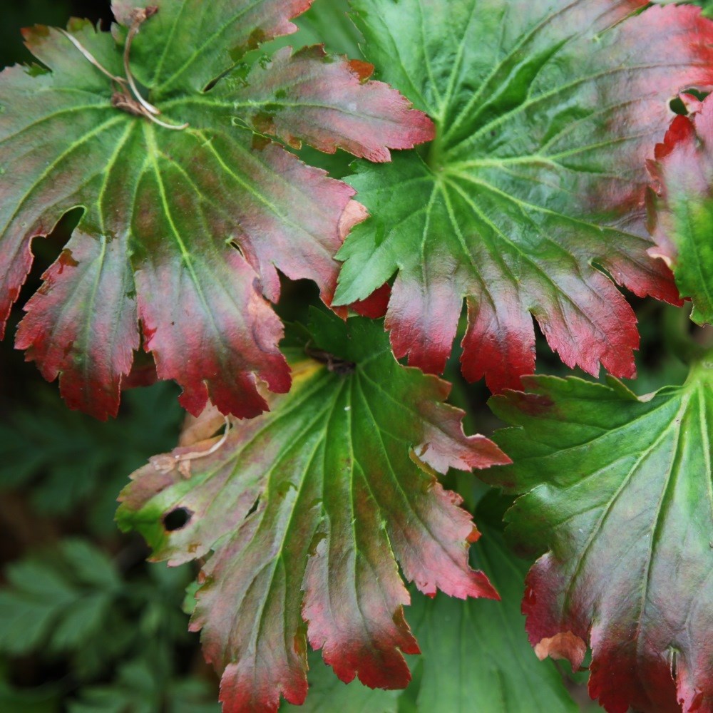 <i>Mukdenia rossii</i> 'Karasuba'