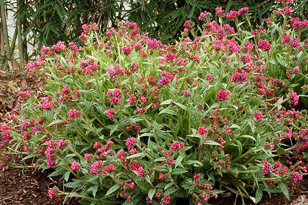 <I>Pulmonaria</i> 'Raspberry Splash' (PBR)