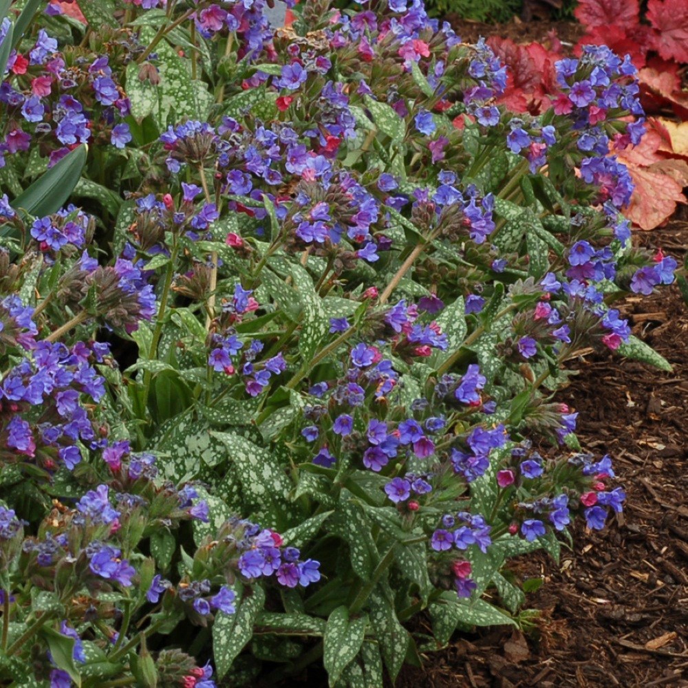 <i>Pulmonaria</i> 'Trevi Fountain'