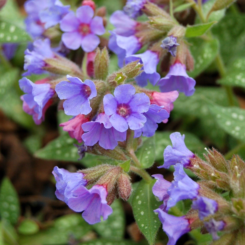 <i>Pulmonaria</i> 'Trevi Fountain'