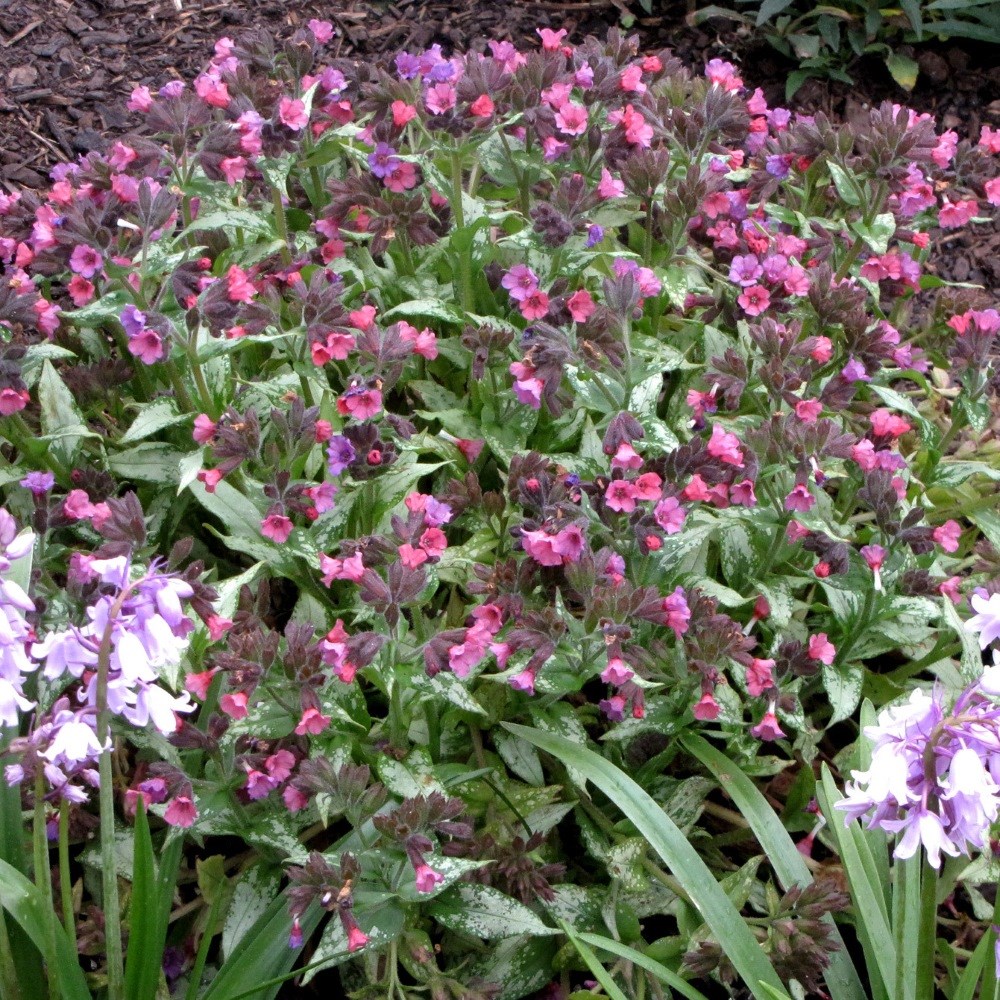 <i>Pulmonaria</i> 'Silver Bouquet' (PBR)