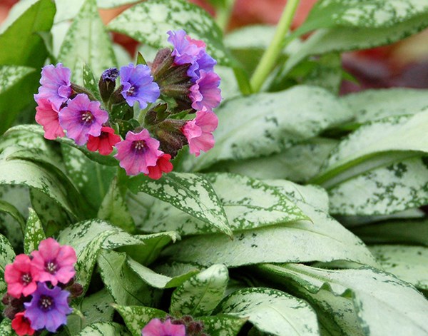 <i>Pulmonaria</i> 'Silver Bouquet' (PBR)