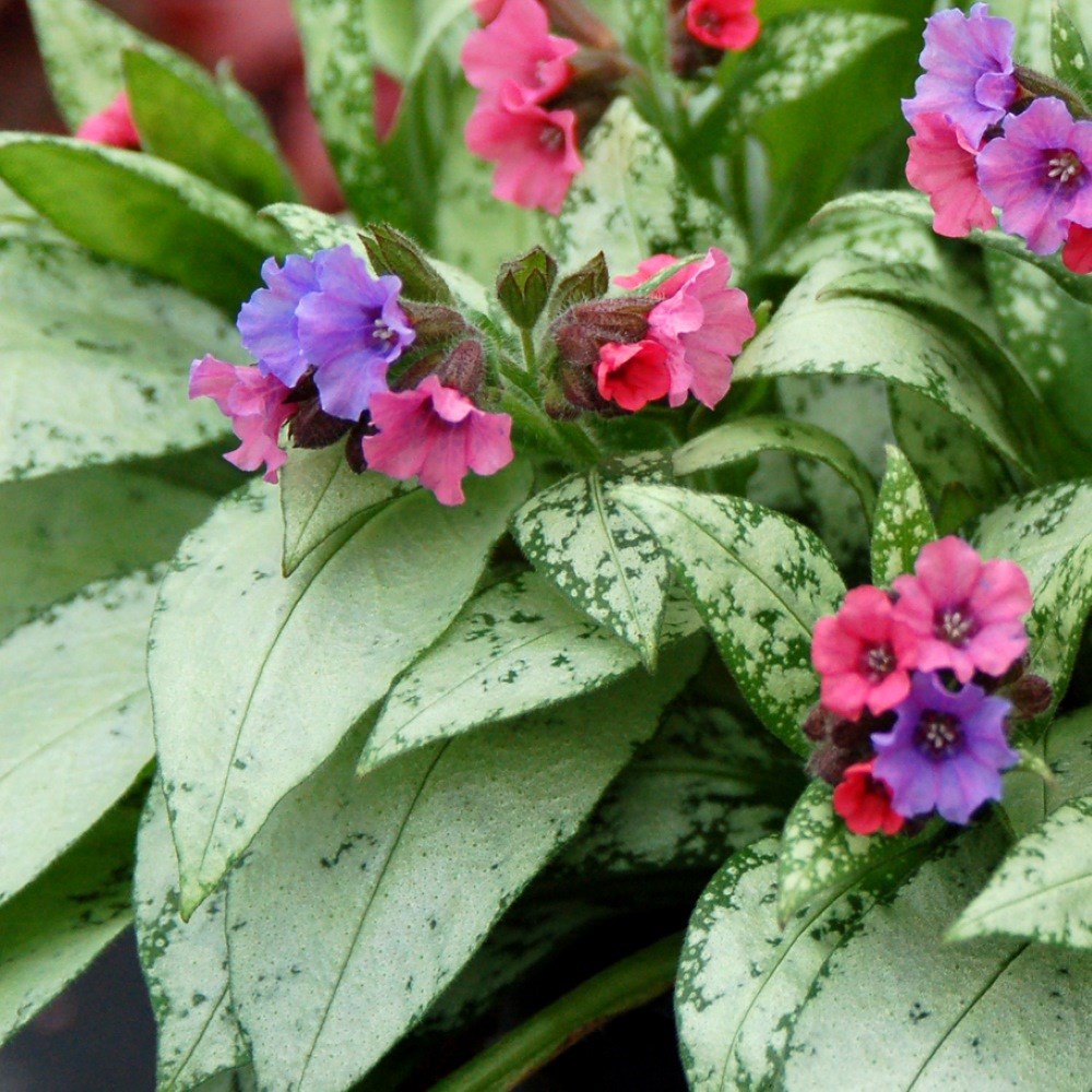 <i>Pulmonaria</i> 'Silver Bouquet' (PBR)