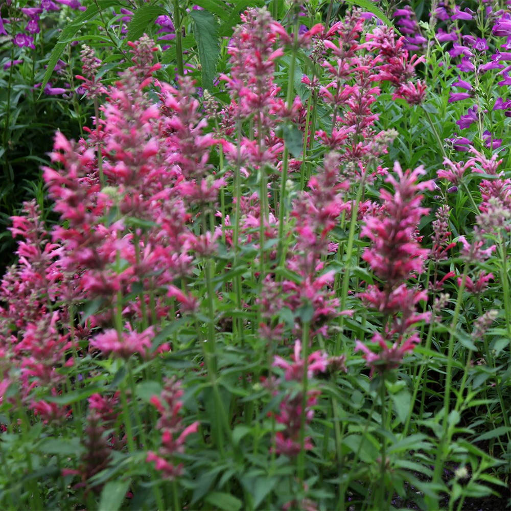 <I>Agastache mexicana</i> 'Red Fortune' (PBR)