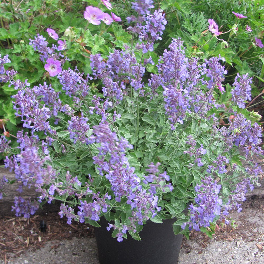 <i>Nepeta</i> × <i>faassenii</i> <b class=small-caps>Junior Walker</b> ('Novanepjun') (PBR)