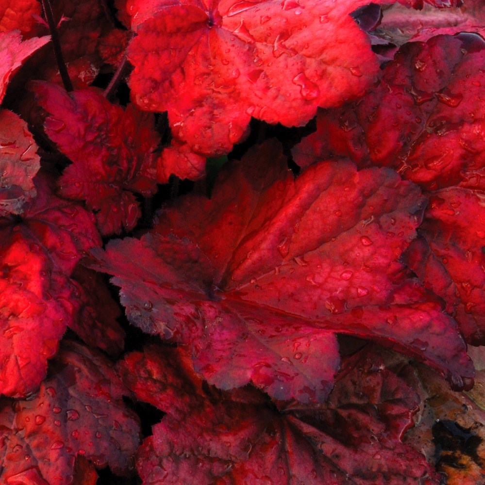 <I>Heuchera</i> 'Autumn Leaves' (PBR)