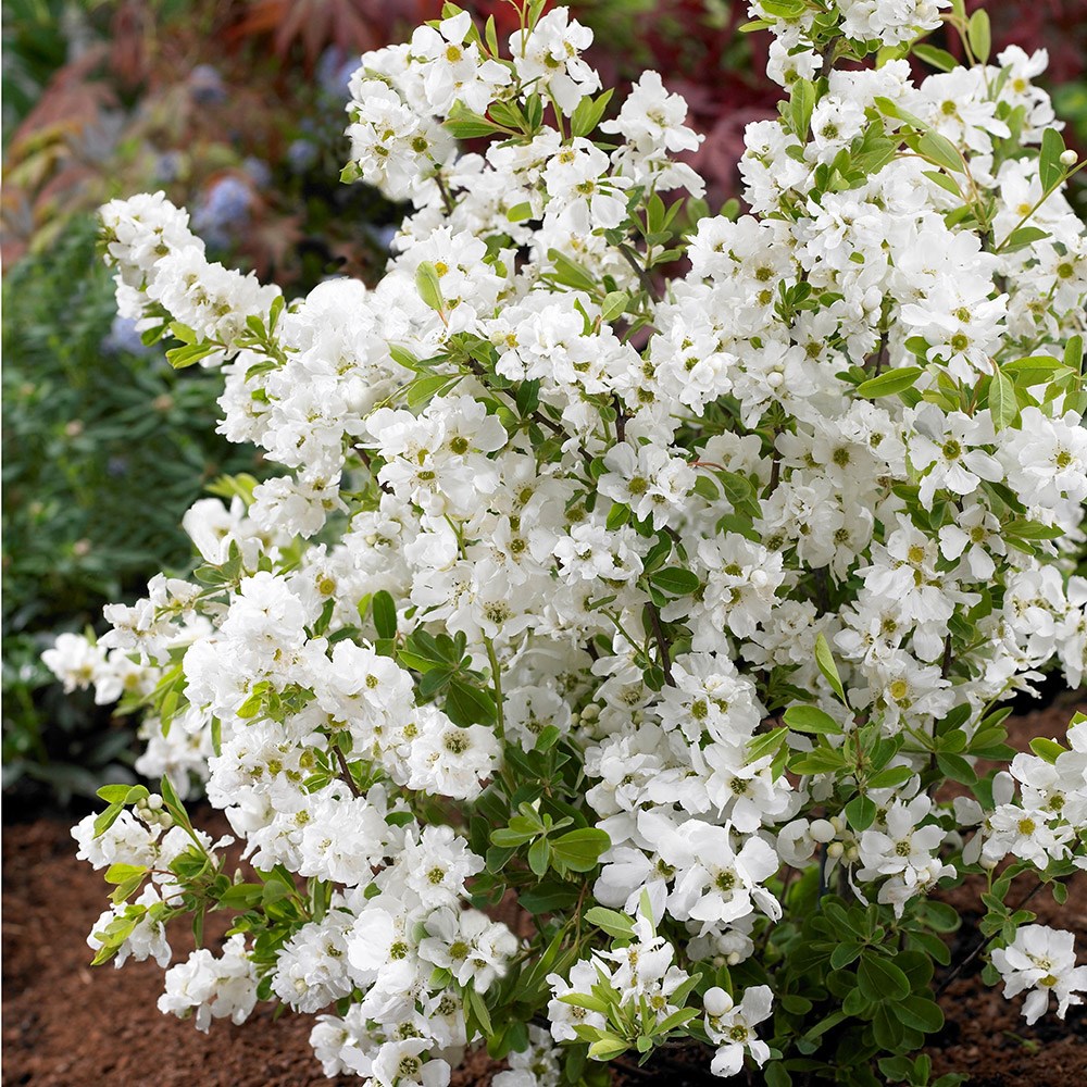 <I>Exochorda</i> × <i>macrantha</i> 'Niagara' (PBR)