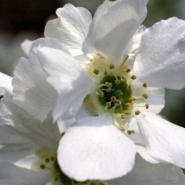 <I>Exochorda</i> × <i>macrantha</i> 'Niagara' (PBR)