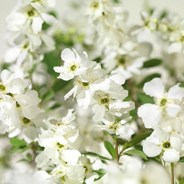 <I>Exochorda</i> × <i>macrantha</i> 'Niagara' (PBR)