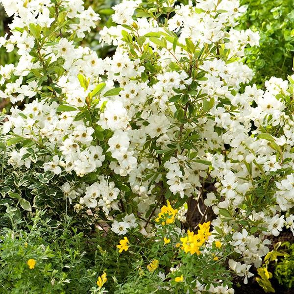<I>Exochorda</i> × <i>macrantha</i> 'Niagara' (PBR)