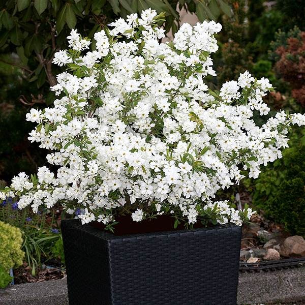 <I>Exochorda</i> × <i>macrantha</i> 'Niagara' (PBR)