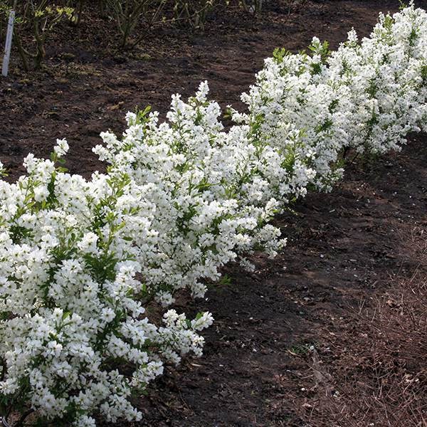 <I>Exochorda</i> × <i>macrantha</i> 'Niagara' (PBR)