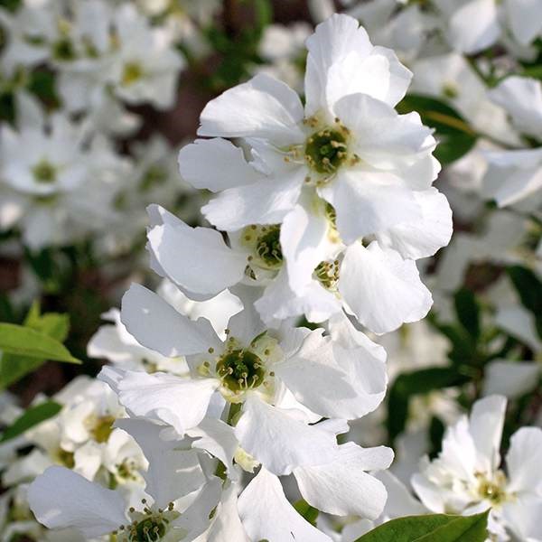 <I>Exochorda</i> × <i>macrantha</i> 'Niagara' (PBR)