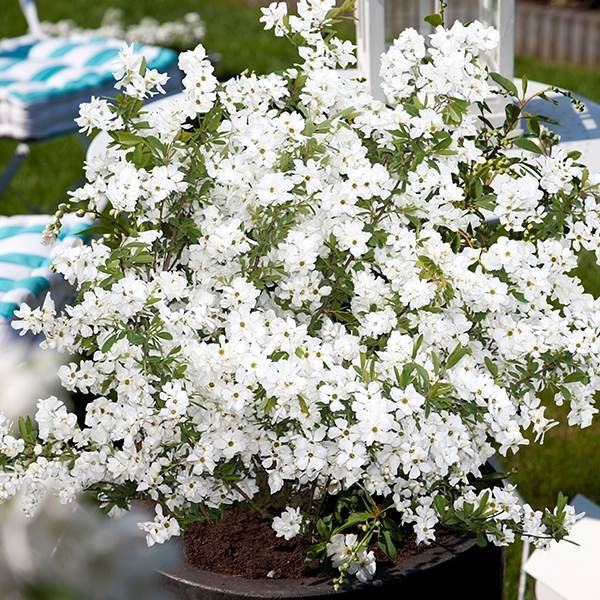 <I>Exochorda</i> × <i>macrantha</i> 'Niagara' (PBR)