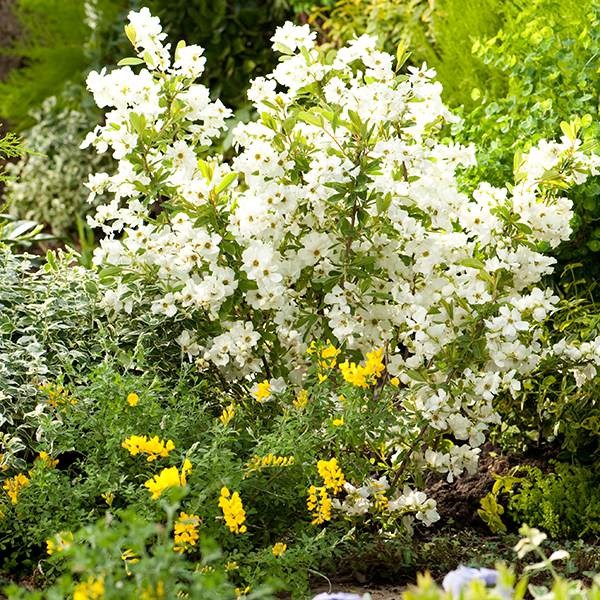 <I>Exochorda</i> × <i>macrantha</i> 'Niagara' (PBR)
